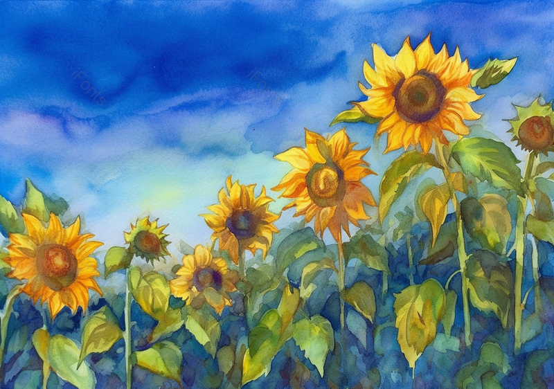 夏日白昼黄色向日葵花田盛开天气晴朗水彩背景,插画/手绘图,插画/手绘图库,插画/手绘图下载,插画/手绘